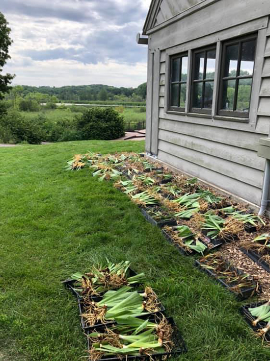 irises on lawn